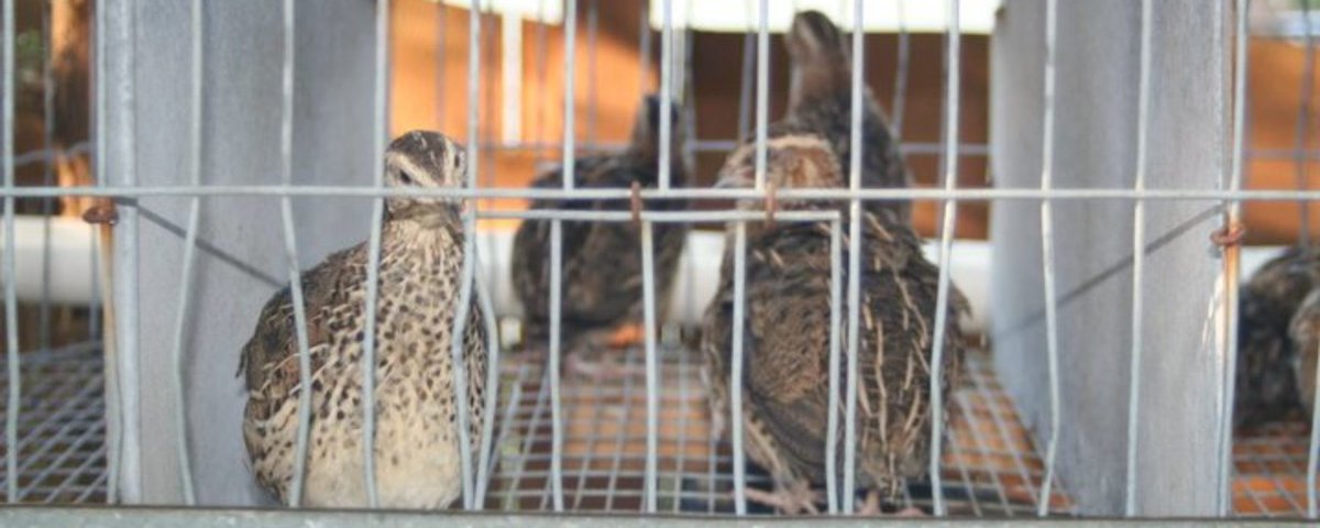 QuailManPerry's tweet photo. Quail Housing Hacks: DIY Coops and Cages https://t.co/dQieTEu5Eu https://t.co/aPudBY449L