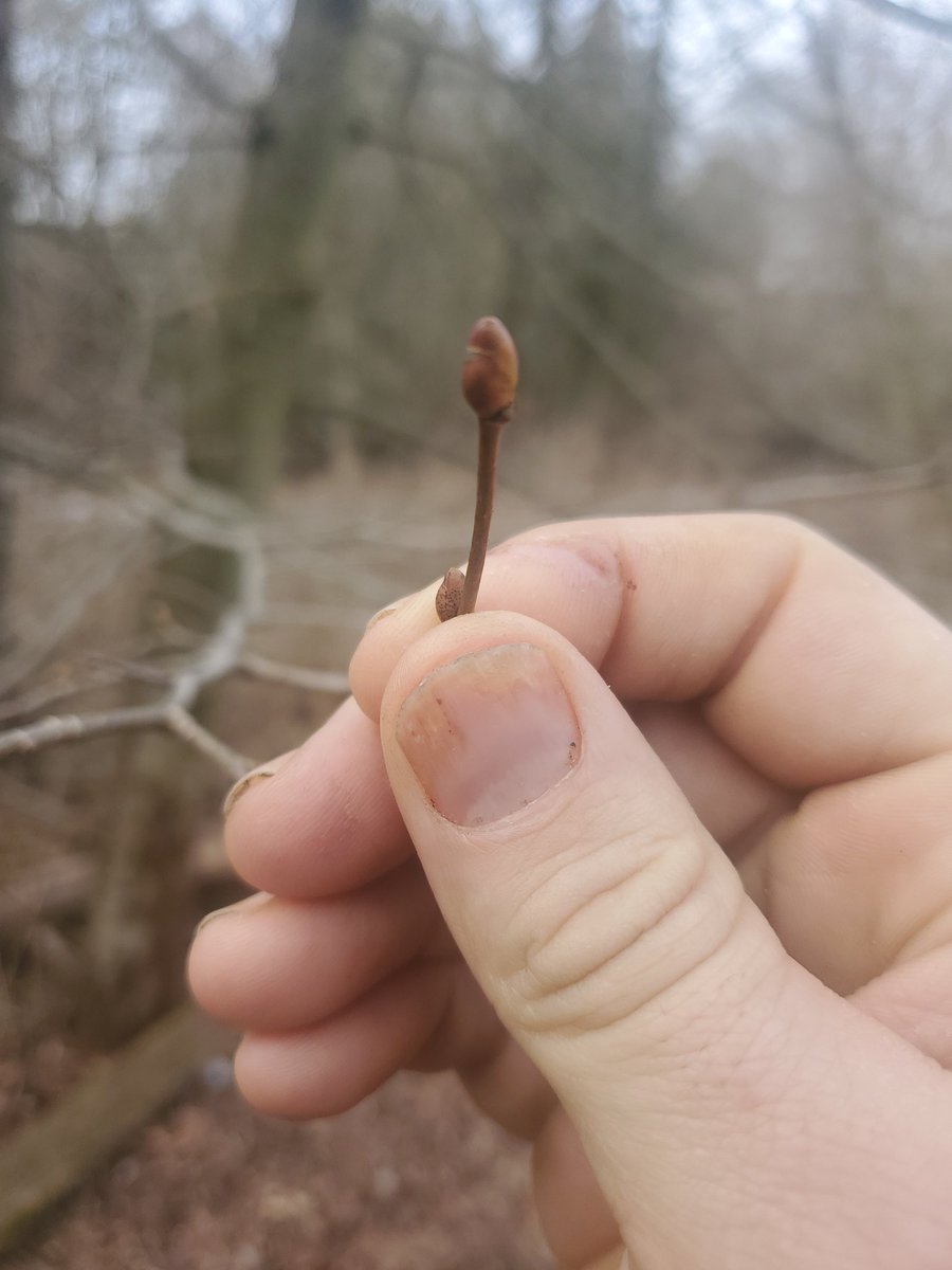 JonArron1's tweet photo. @jordanbpeterson I live within the GTA, and I love walking around the creek. With the plus four degree weather yesterday. I went down to the pathway. This was taken yesterday. The leaves are coming. Not to mention, I have a greener lawn now then I did in the summer.. https://t.co/e3r1ZArIVy
