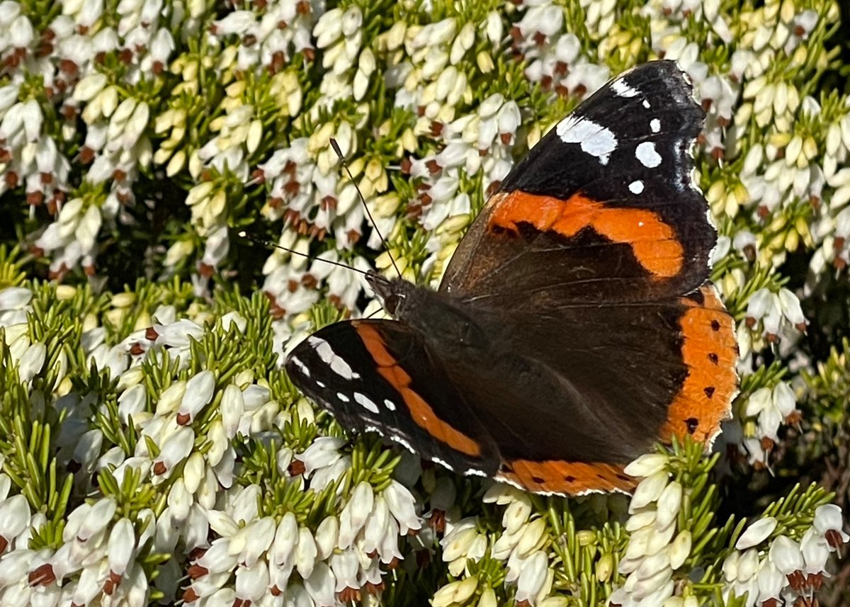 GerryHinde's tweet photo. January Red Admiral in the warm sunshine at Rufus Castle today. https://t.co/0mdENNMS0E