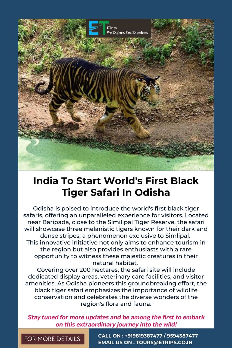 India To Start World's First Black Tiger Safari In Odisha
@odisha_tourism #BlackTigerSafari #OdishaWildlife #IndiaTourism #SafariAdventure #Etrips #Flightbooking #Hotelbooking #Tourpackage #Booknow #ConservationInitiative #WildlifePreservation #UniqueWildlifeExperience