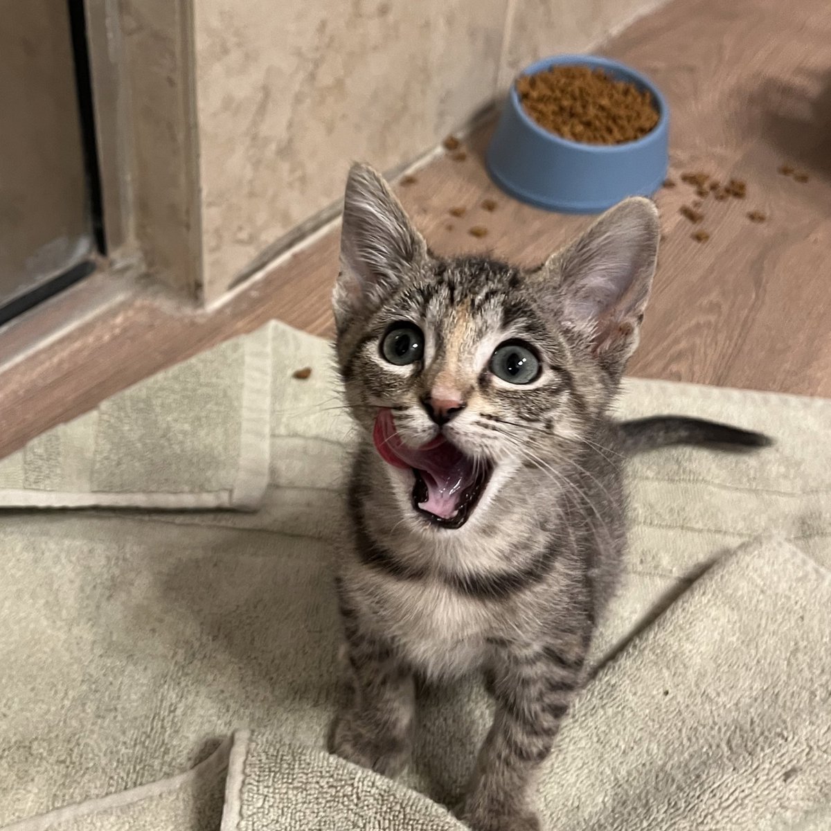 Foster_Fluff's tweet photo. Breakfast was delicious! #Anna #kittens #CatsOfX #CatsOfTwitter https://t.co/pQ5YqjG7Vi