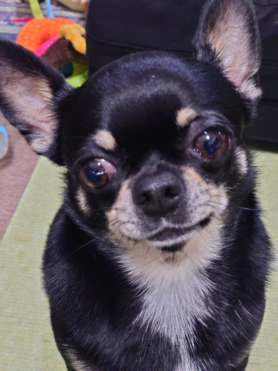 p0VvMysi4RVlP5G's tweet image. なんとも言えない表情…😅
＃チワワ #スムース ＃フジオ