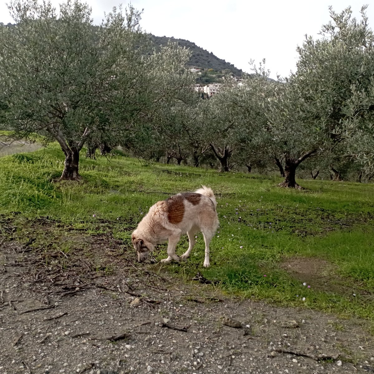 Να μούνε σκύλος μια βολα, να θέλω μόνο χάδια , γλακω κουλουμουτντριζοντας στα δροσερά λιβάδια.