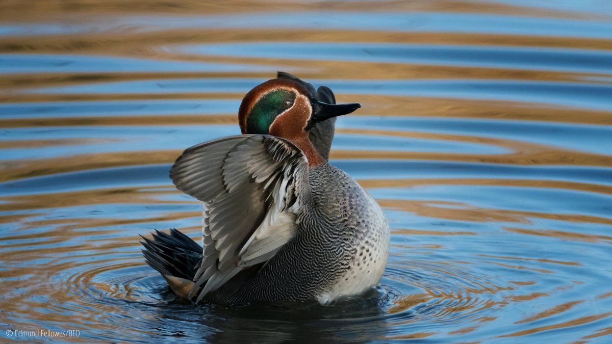 BTO (@_bto) on Twitter photo Date for the diary! Hertfordshire Bird Conference, 2 March, 2pm-5.30pm. Tickets on the door.
hnhs.org/meeting/hertfo…
<a href="/_BTO_Herts/">BTO Hertfordshire</a> <a href="/HNHSOC/">HNHS & Herts Bird Club</a> <a href="/Hertsbirds/">Herts Bird News</a>
#hertsbirds Date for the diary! Hertfordshire Bird Conference, 2 March, 2pm-5.30pm. Tickets on the door.
hnhs.org/meeting/hertfo…
<a href="/_BTO_Herts/">BTO Hertfordshire</a> <a href="/HNHSOC/">HNHS & Herts Bird Club</a> <a href="/Hertsbirds/">Herts Bird News</a>
#hertsbirds