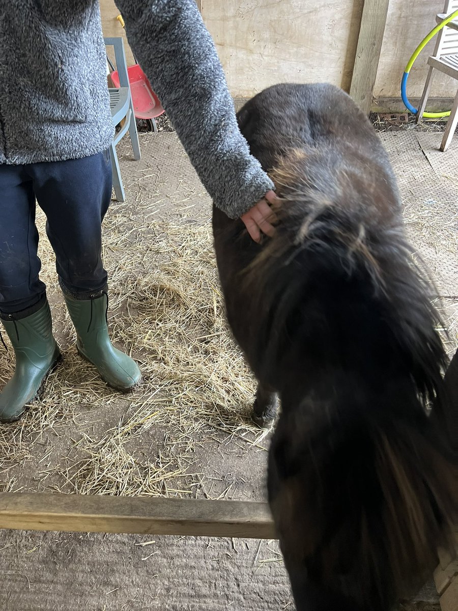 “I will always be surrounded by positive things”…… today’s affirmation card for a young person who I’m seeing positive changes in. Confidence in asking questions, confidence to suggest what we do next, confidence to make connections with the horses.  #therapony 🥰🤩❤️🐴😀😊👍