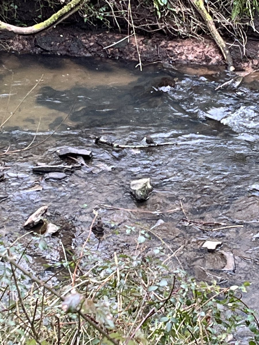Willsbridge Mill & Valley 30/1/24
Dipper with record shot attached.
In addition tree creeper, blackcap, nuthatch, coal,blue & great tit, song thrush, wren, jay, carrion crow, magpie, wood pigeon, blackbird, greenfinch.