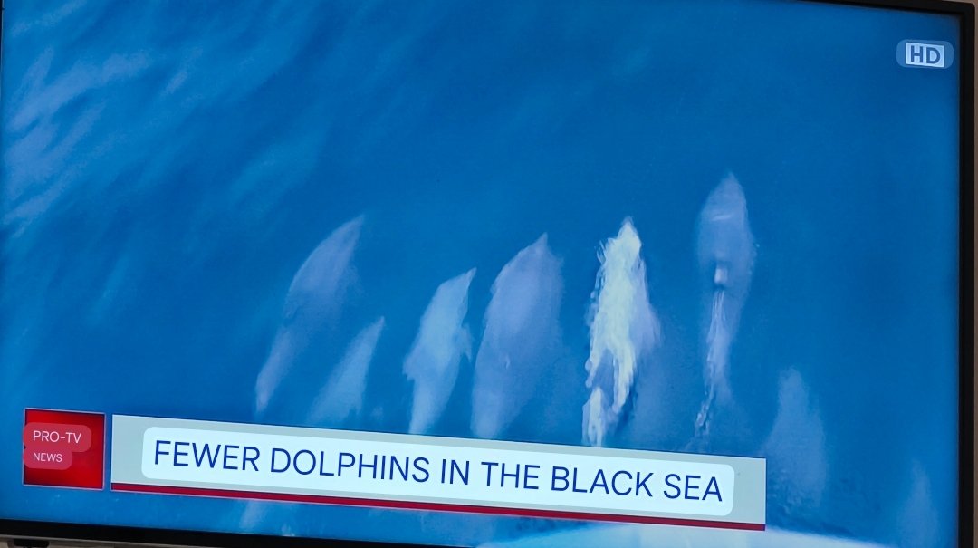 benetiq's tweet image. ASYLUM-MEDIA news from #protv romania is saying dolphins are running away from war in Ukraine because of Russia, they become infertile and are fewer because of Russian war.