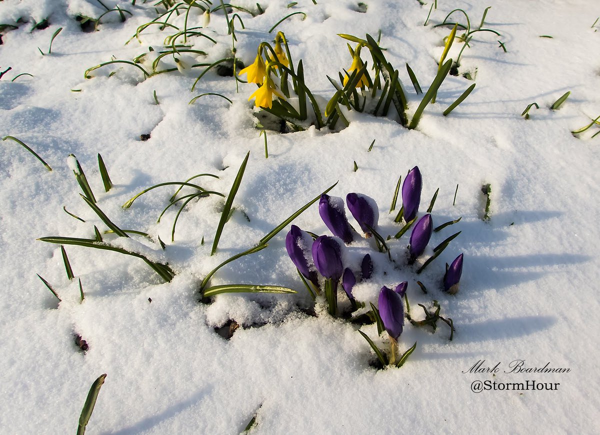 #ThePhotoHour tweet media