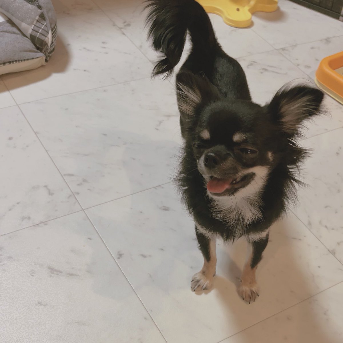 chikuwa__chan's tweet image. にっこり🐶🌟
 #犬 #チワワ #チワワのいる暮らし