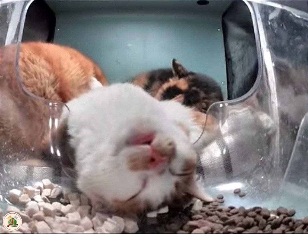 kcg! akan ku hadapi kejamnya dunia ini, tapi sambil turu😥😲😴