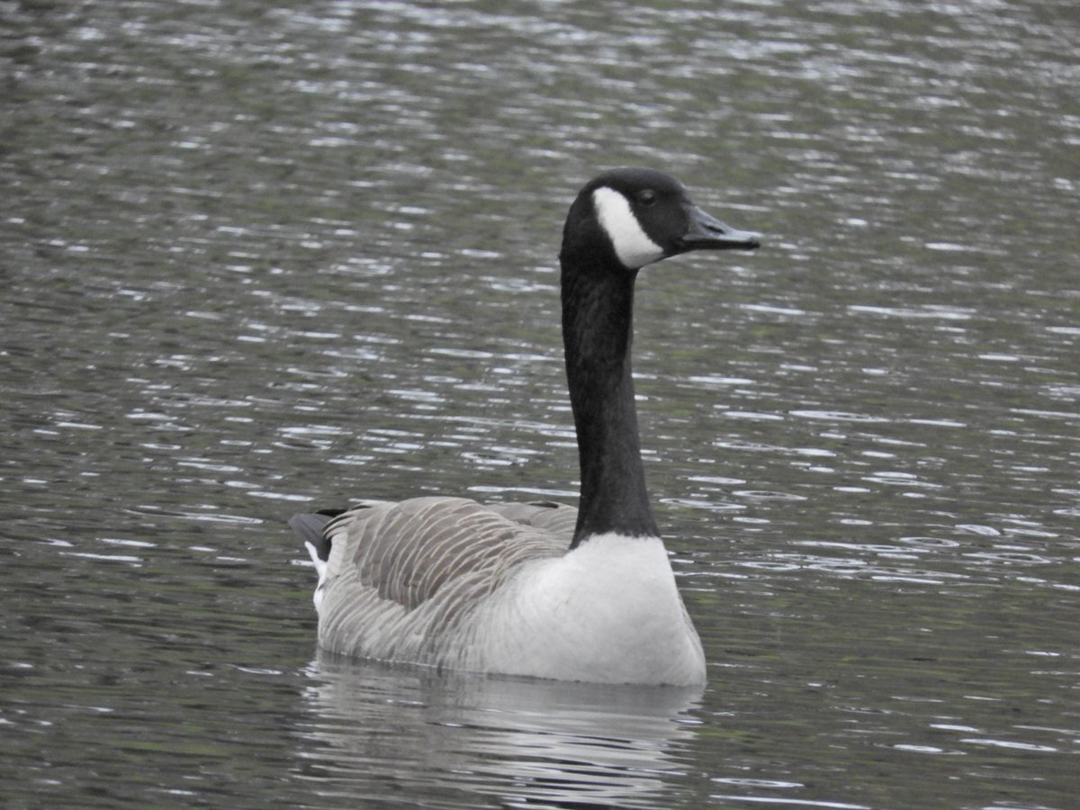 Phil Bull tweet media