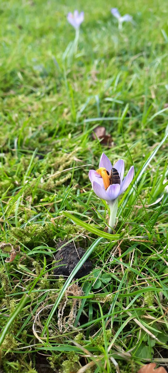 EllafClark's tweet photo. Bees!!! 🐝🐝 No bumbles yet though https://t.co/eH87nHRreH
