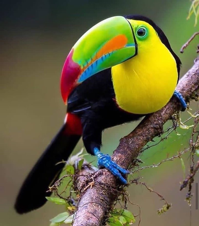 The keel-billed toucan💚💛, also known as sulfur-breasted toucan, keel toucan, or rainbow-billed toucan, is a colorful Latin American member of the toucan family. It is the national bird of Belize. The species is found in tropical jungles from southern Mexico to Ecuador.  ©️