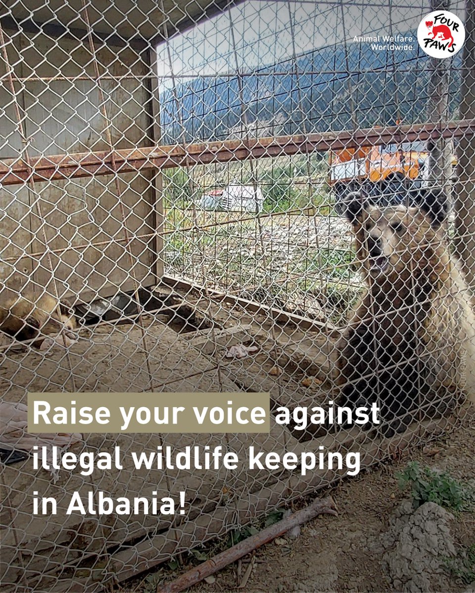 We need your support NOW! 🐻 ❗ 🐻 🌐 Join us in urging the Albanian authorities @MjedisiGovAL and Mirela Kumbaro to locate the missing bear cubs and safeguard Albania's wildlife! Click the link below to support our cause: brnw.ch/21wGvKV