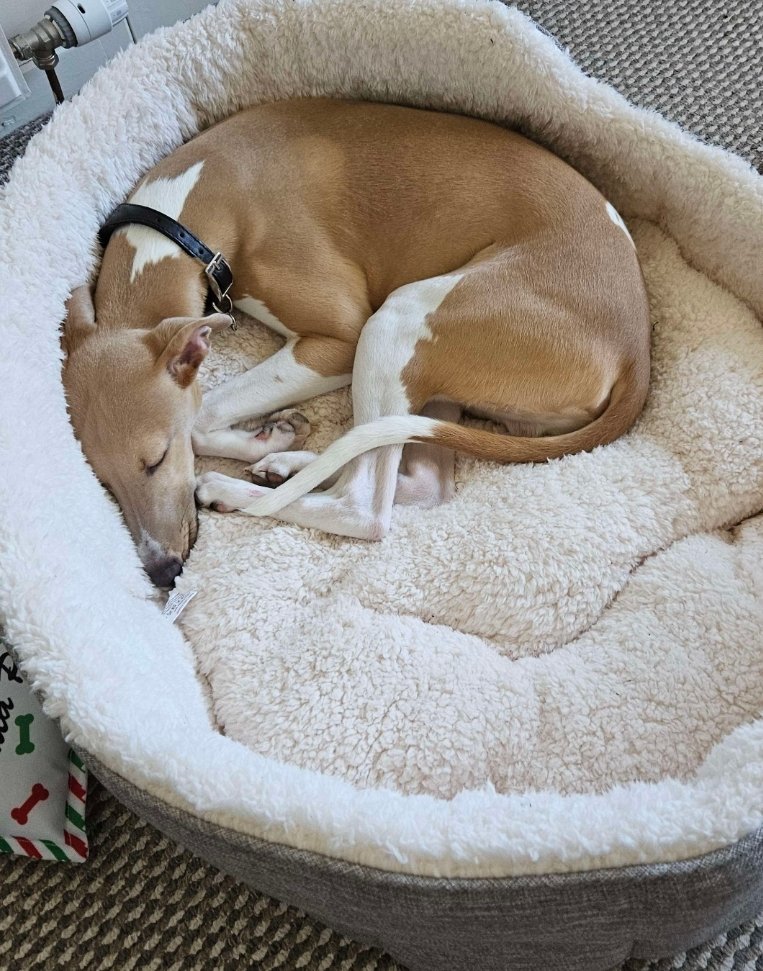 Ryan Standbridge tweet media