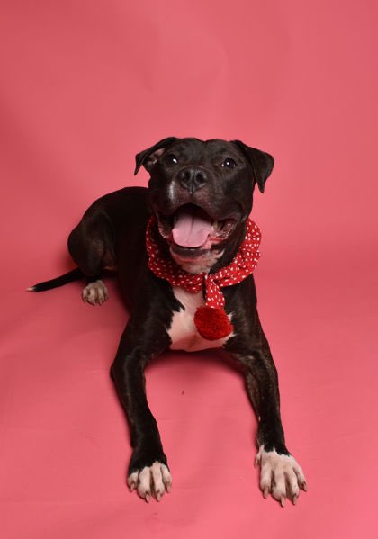 Her name is Valley and she’s wearing her Valentine’s Day best to come home with you this month. You can visit her <a href="/CuyahogaDogs/">CuyahogaDogs</a> &amp; stop by our Cuyahoga Animal Shelter to consider adoption. 🐕 💜 24petconnect.com/PP5047?at=DOG