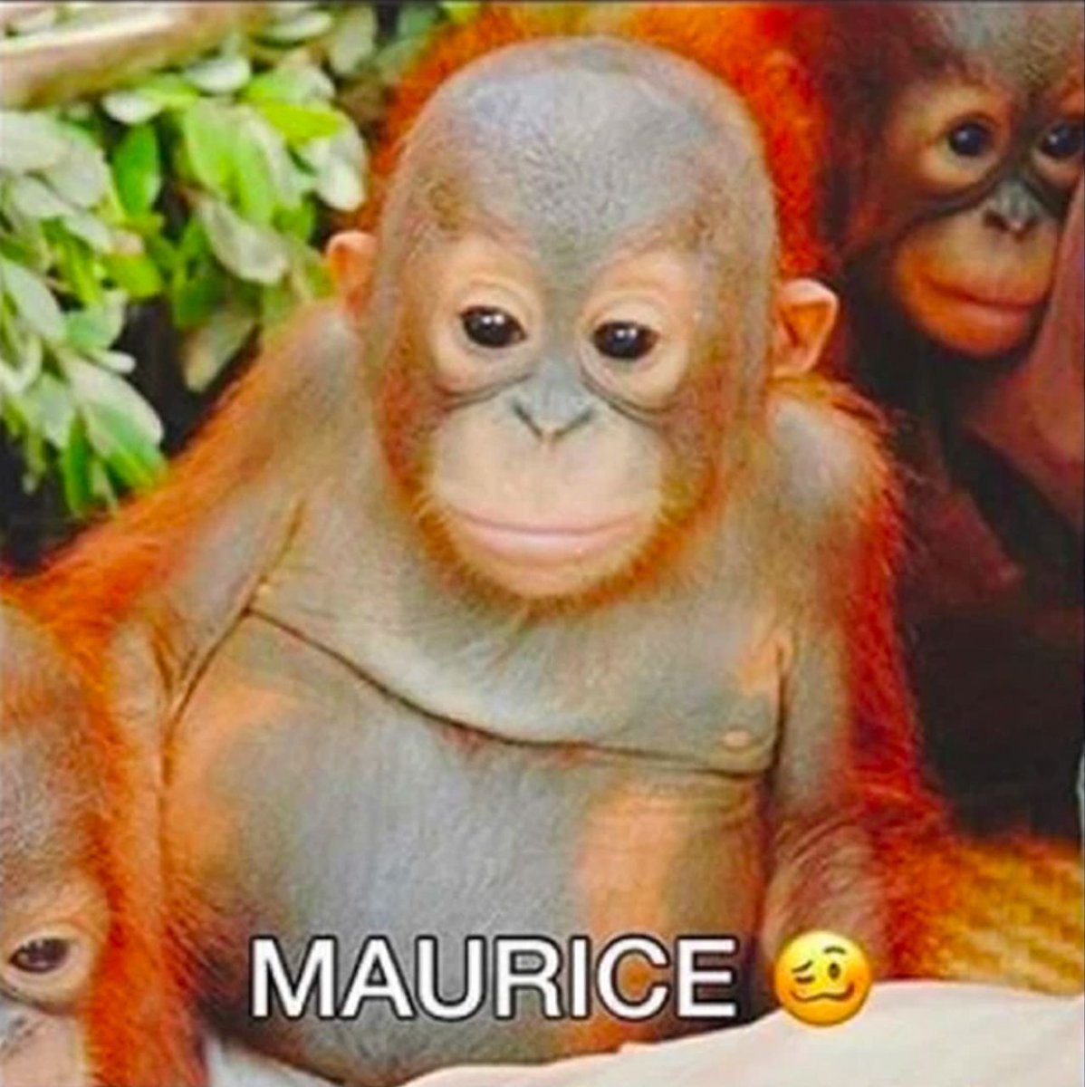 Maurice, also known as Maurice Monkey or Maurice the Baby Orangutan, is an  image macro of a baby orangutan named Maurice who's used as an exploitable  in many meme templates. #maurice #memecoin #, image size:1198x1200