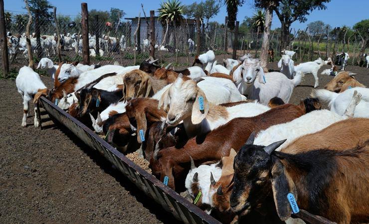 CyuzuzoElissa's tweet photo. Dairy goat farming is another profitable business to invest in.  like &amp; repost if you are interested. https://t.co/6SfQJqMKqd