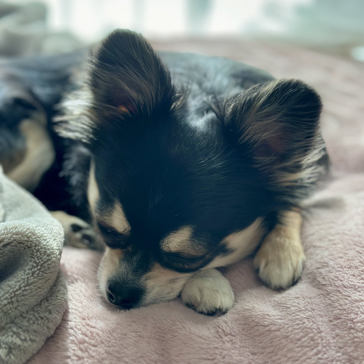 gomachihuahua's tweet image. お昼寝中の犬。

 #チワワ #犬のいる生活