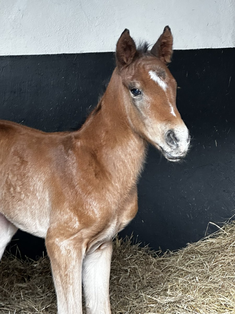 Our first foal of 2024 is a colt by Tinnakill bred 4 time Group 1 winner State of Rest Just look at those ears 🥰