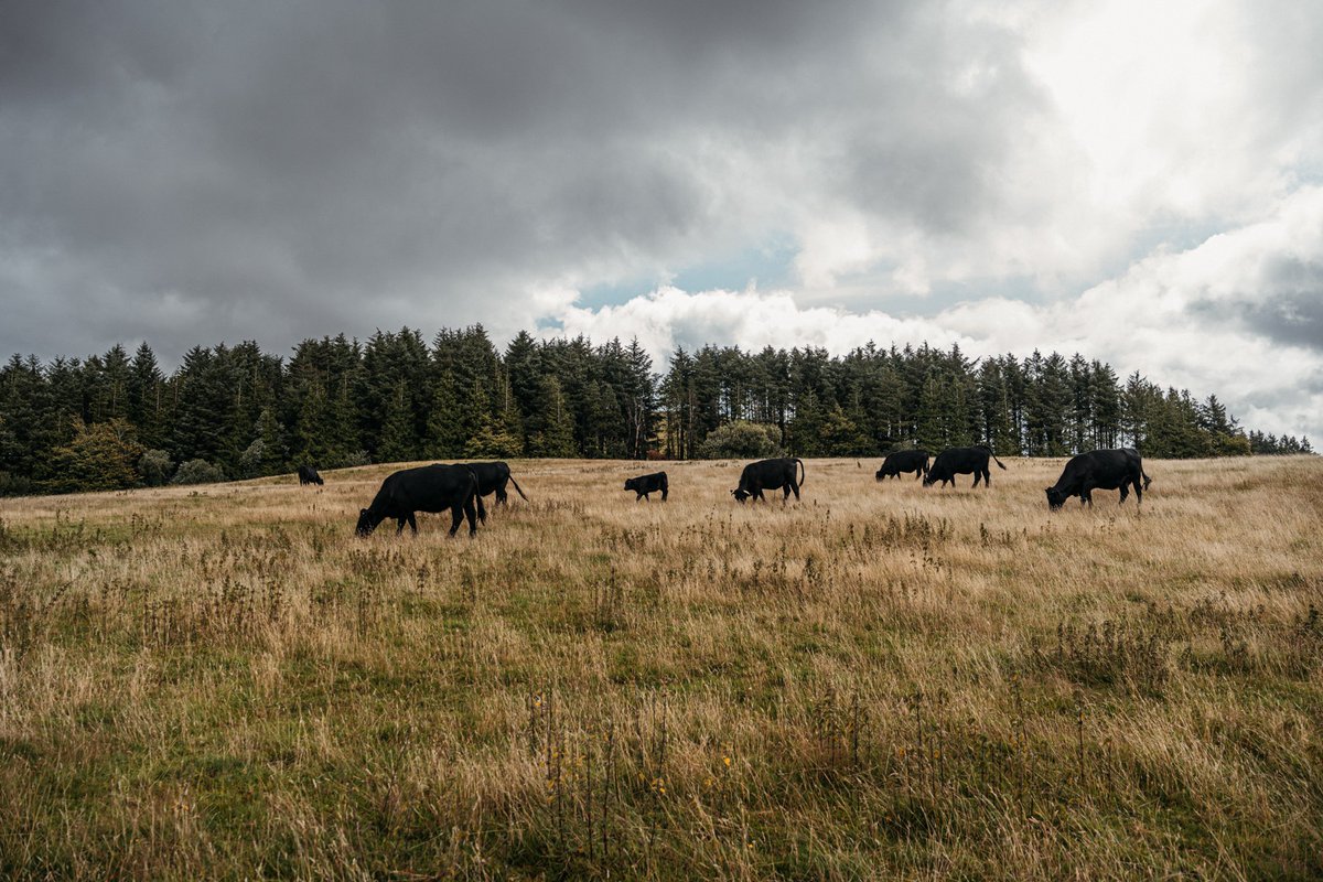 In the run up to #StDavidsDay we're asking 'what makes #WelshBeef so special?🏴󠁧󠁢󠁷󠁬󠁳󠁿 Landscape: Wales’ unique landscape and wonderful (!) Welsh weather is the perfect environment for producing the finest quality meat. Read more here: tinyurl.com/28jemz3z