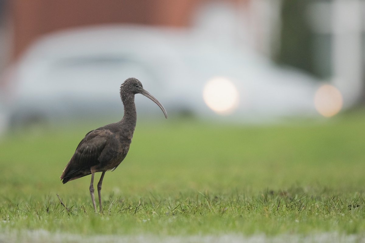 Twitched a Glossy Ibis in Scunthorpe yesterday … watched feasting on worms in a flooded area of Kingsway municipal gardens 🐦📷 Fortunately the dire weather kept the 🐕 walkers to a minimum @Lincsbirding @SLArchive @BirdGuides @RareBirdAlertUK @paulasykes1971 29 Jan 2024