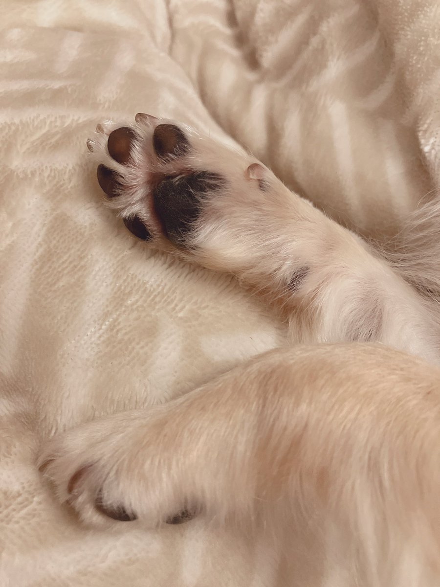 kinako_manju's tweet image. おやすみなさい⭐

#チワワ
#犬のいる幸せ
#犬のいる暮らし
#肉球💕