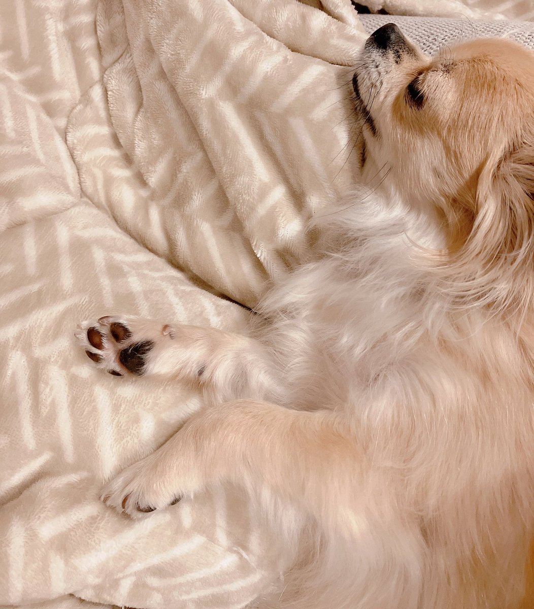 kinako_manju's tweet image. おやすみなさい⭐

#チワワ
#犬のいる幸せ
#犬のいる暮らし
#肉球💕