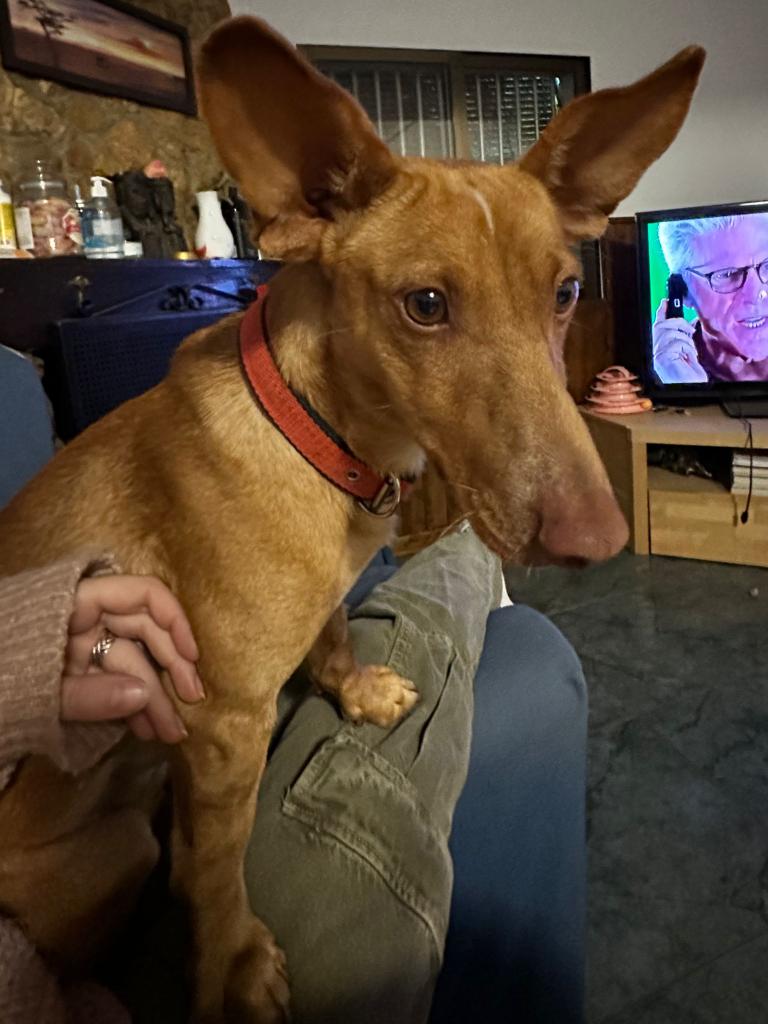 NOS PIDEN AYUDA EN DIFUSIÓN.

#SE_BUSCA. #PERDIDO/#EXTRAVIADO EN #TORRENT, #VALENCIA HACE UNA HORA APROXIMADAMENTE, ZONA PARTIDA FONT DE MANYES/PARTIDA CASA BLANCA.
VISTO CORRIENDO POR LA CARRERA EN DIRECCIÓN A #MONTSERRAT.
LLEVA UN COLLAR DE COLOR ROJO.

Si tienes cualquier...