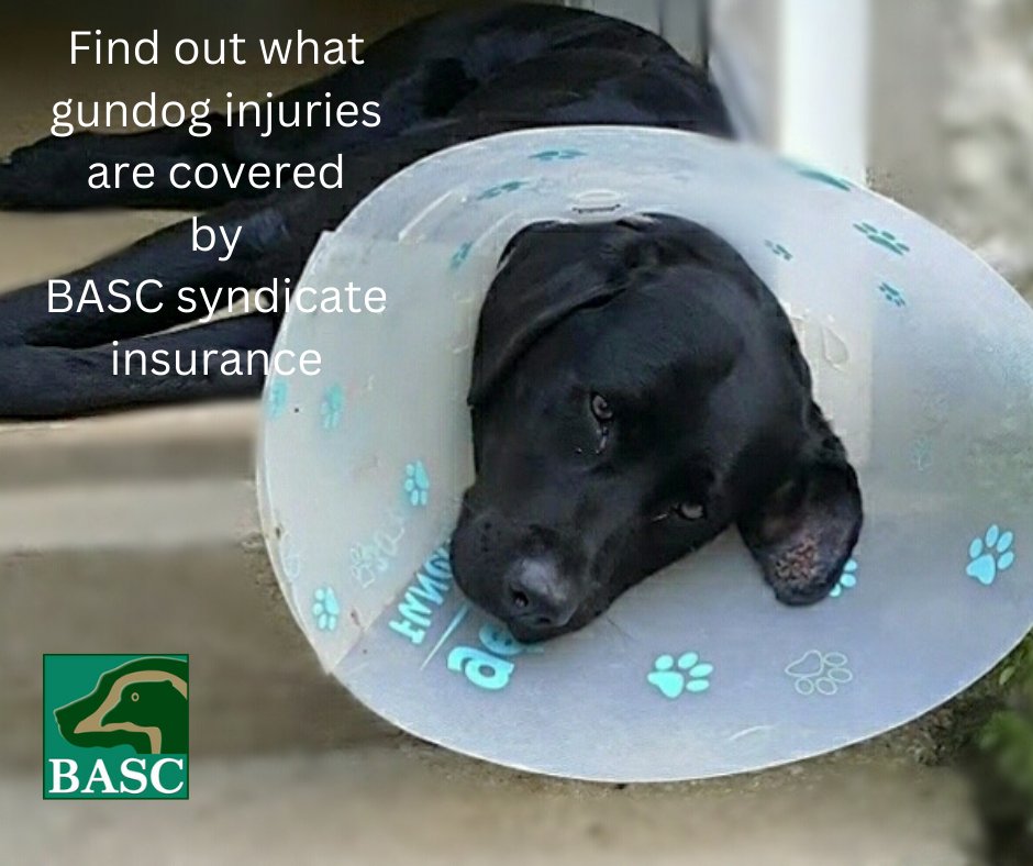 BASC Syndicate Insurance. Find out the extra benefits of becoming a BASC syndicate shoot, from gundogs and beaters to guest guns, you really can get more insurance cover for less cost per member. Visit orlo.uk/lFIB4 and fine out more.