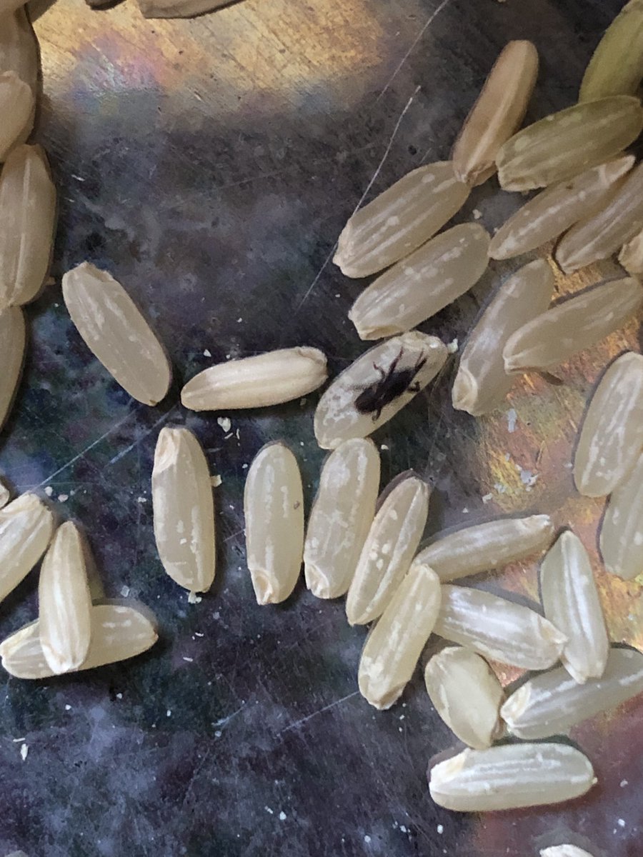 oncebyalys's tweet photo. @lidlespana ¡¡Hay insectos en mi arroz, esta es la segunda vez en dos semanas!! https://t.co/2z19WncTpp