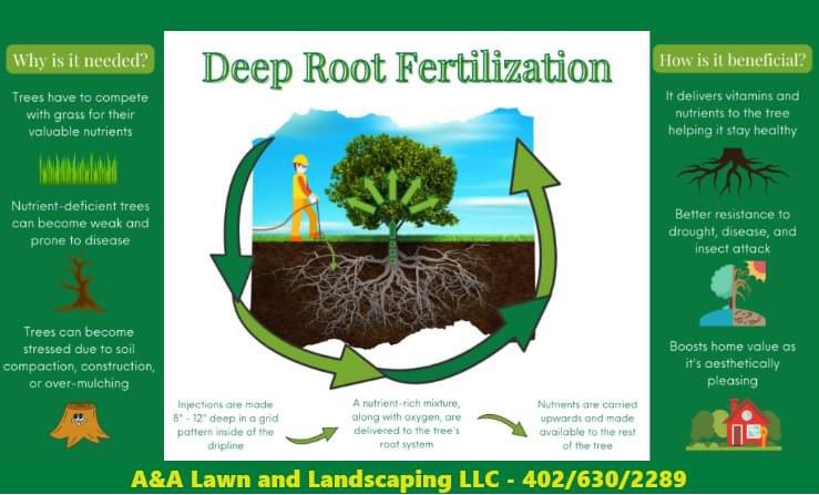 AandALandscape's tweet photo. Did You Know?

We offer Tree/Shrub Fertilization Services.

Trees are tough, but that doesn’t stop nutrient deficiencies from trying to shake them. Fertilization gives trees important nutrients, supports tree growth, and contributes to the overall health and vitality of a tree. https://t.co/Q8tRKsITGf