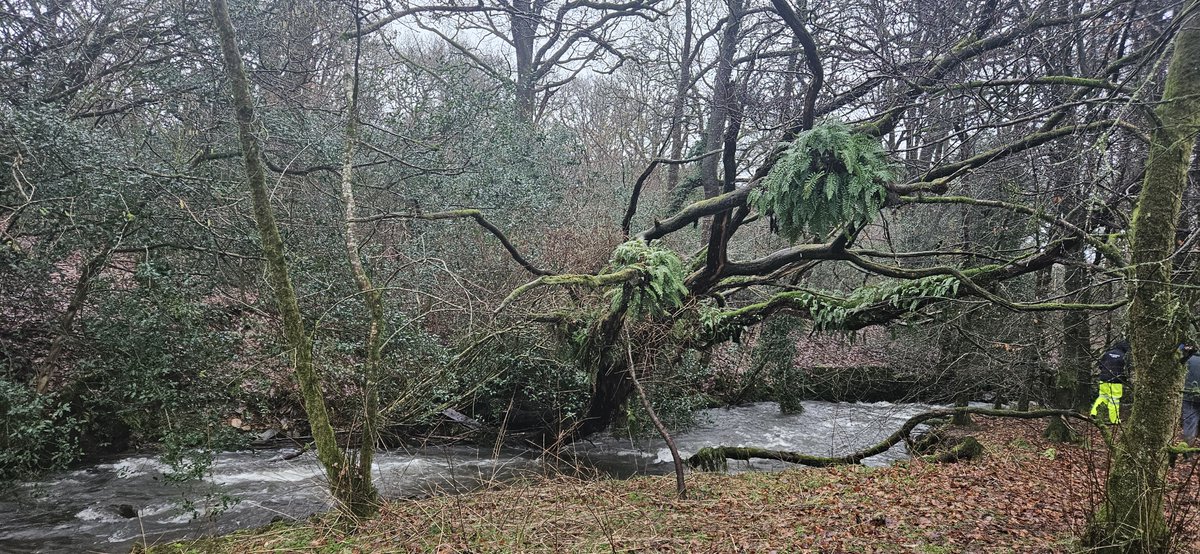 This tree fell into Beehive Beck 25 years ago and was left alone. The watercourse is quite steep and fast flowing but residual roots and adjacent live wood has kept it in place creating nicely varied habitat. Brilliant far sighted sensitive land management by @JRfromStrickley