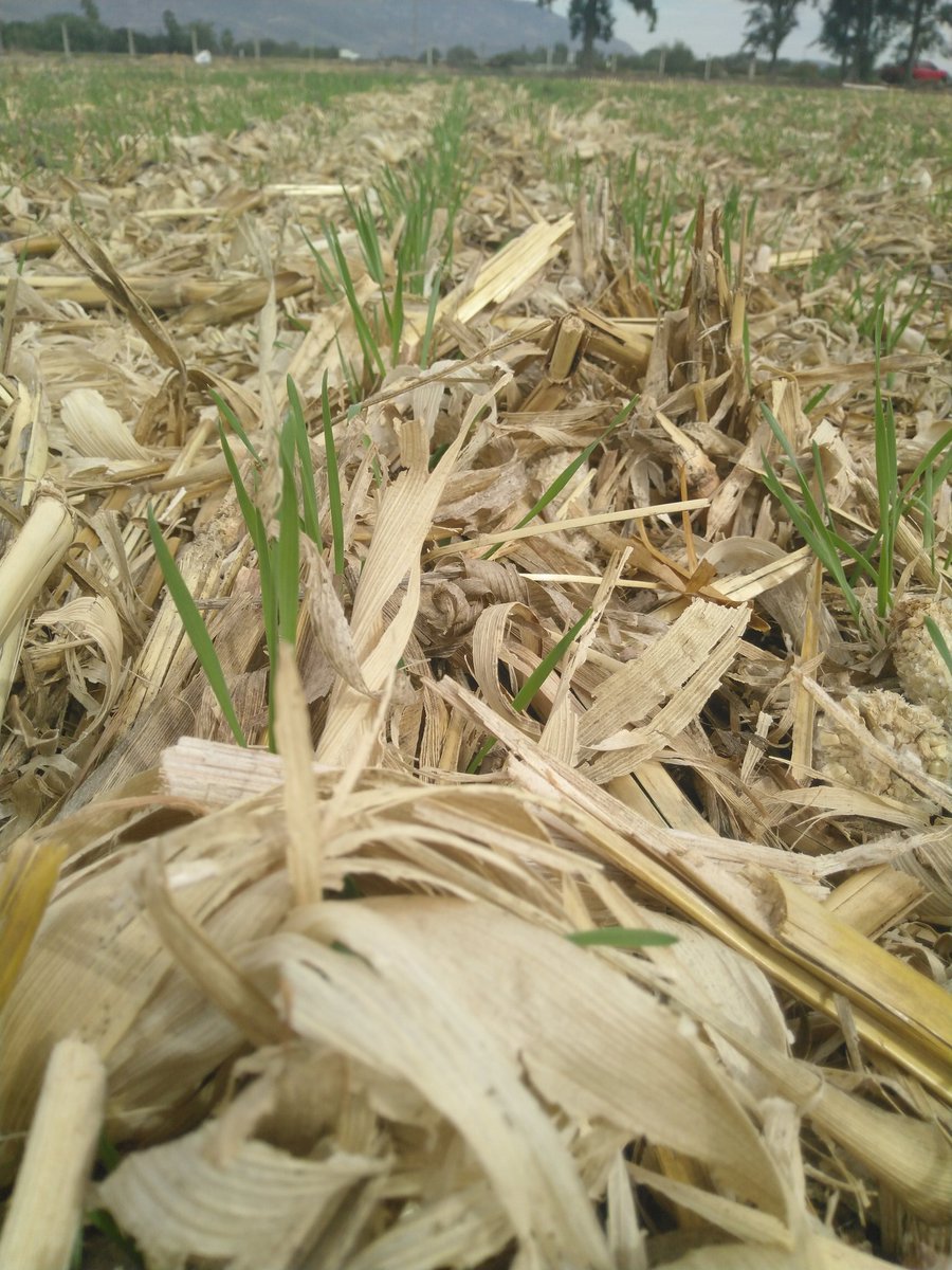 Siembra de trigo de la variedad Cisne a 6 hilos sobre rastrojo 🌾🌾