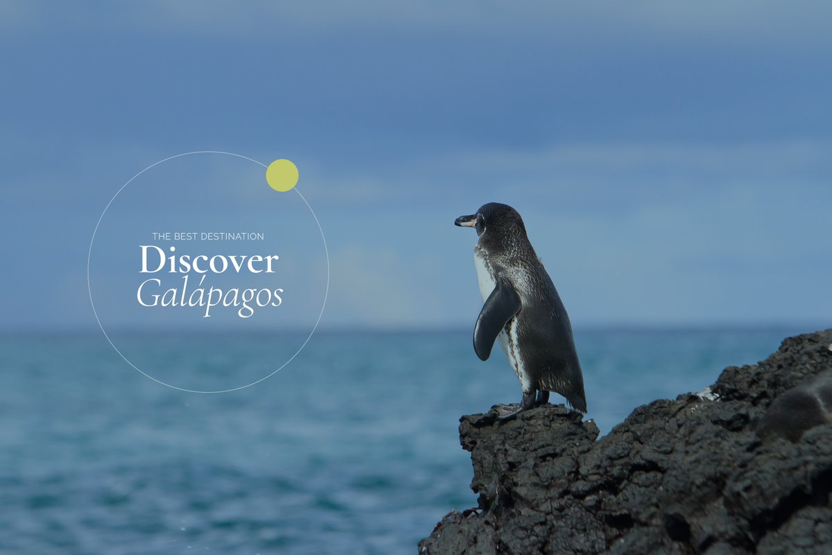 EcuGalapagos's tweet photo. Explore the incredible wonders of the Galápagos Islands in Ecuador. Enter the fascinating beauty of this unique archipelago, where every moment feels like a living documentary of evolution. 🌎✨🐧🌺 https://t.co/ujPdtGKK7k