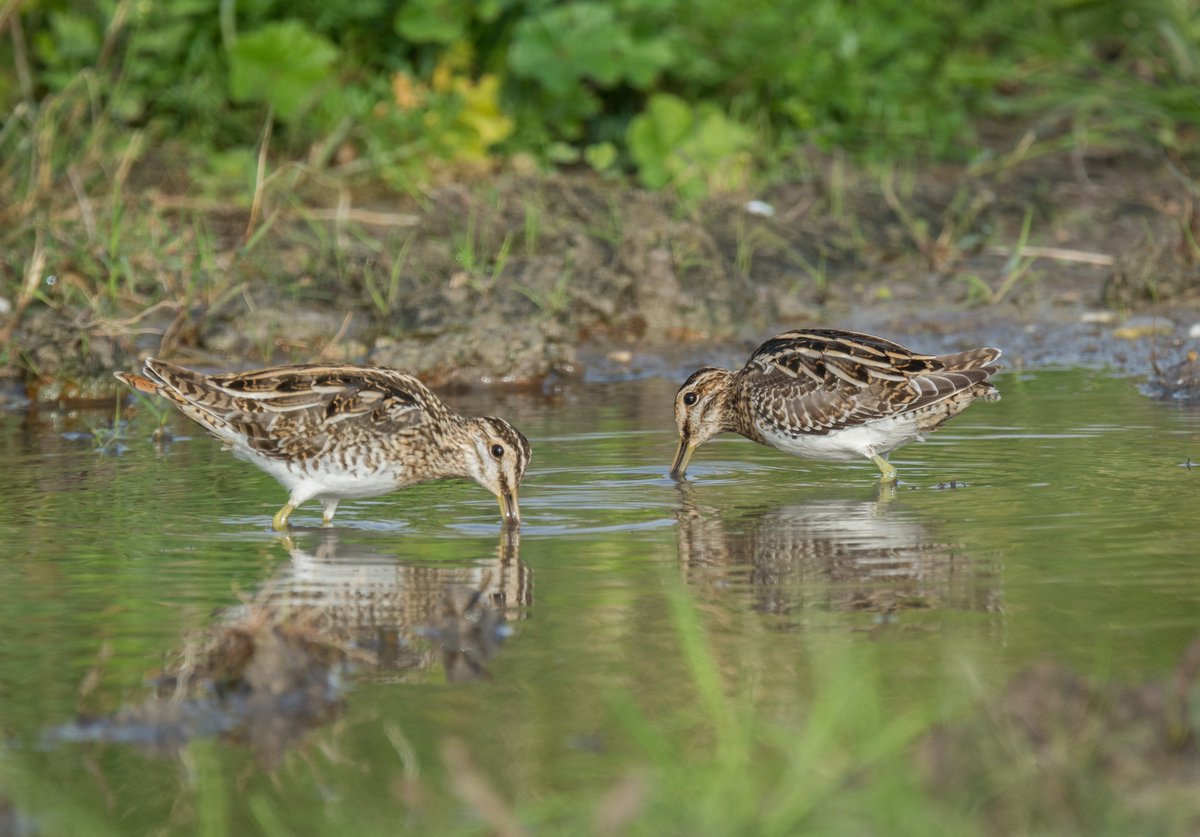 judevincy's tweet photo. @BirderBro #TwosDay and here's mine. #CommonSnipe
#photographychallenge #artshare #birdphotography #BirdTwitter #BirdsOfTwitter #birding #birdwatching #NaturePhotography #wildlifephotography #wildlife #BBCWildlifePOTD #qatarbirds https://t.co/VFVXa0Kf56