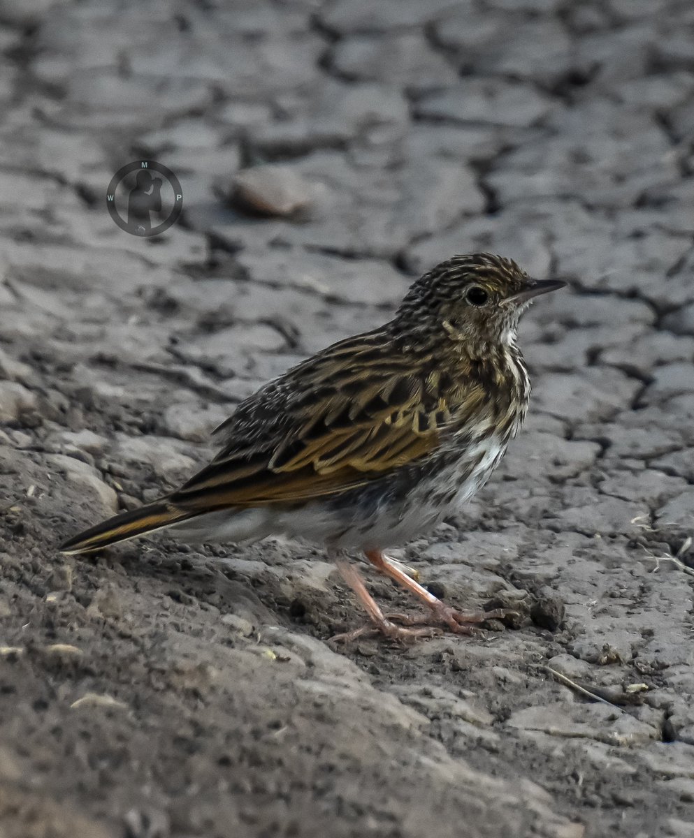 Tree Pipit - Anthus trivialis

Olpejeta Conservancy,Laikipia County,Kenya.

#martowanjohiphotography #birdwatching254 #BirdsSeenIn2024 #birdsofkenya #birdsplanet #birdsphotography #nikon #treepipit #olpejetaconservancy #britnatureguide #bdasafaris