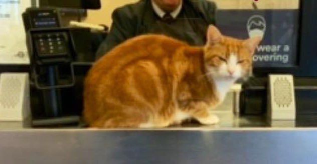 I’m sure that a handful of treatos will unduly clear the blockage preventing the ticket turnstile from turning

#cats #cats #Cat #CatsOnTwitter #CatsOfTwitter