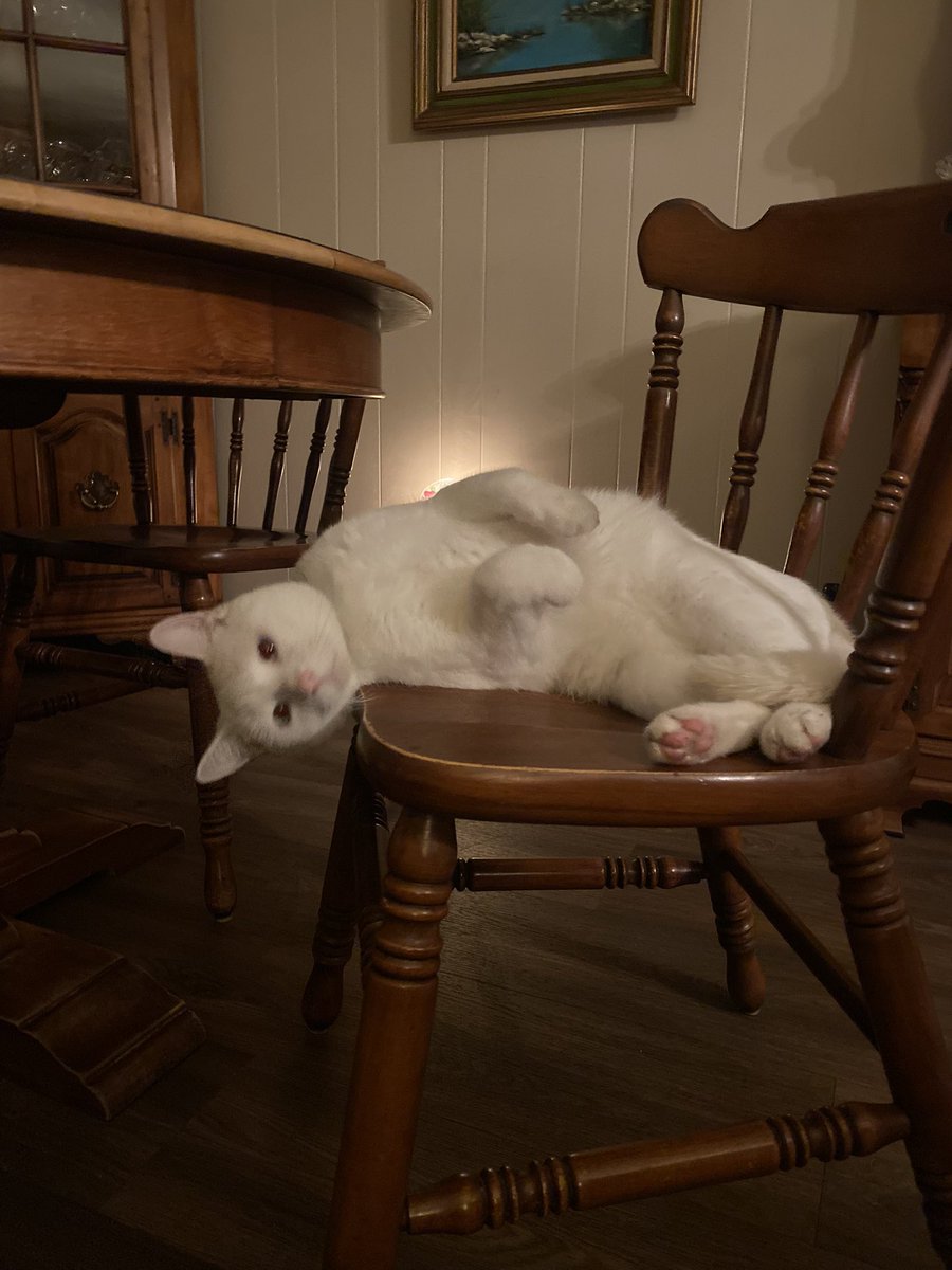KarenHuffman2's tweet photo. @LorenzoTheCat Chico and Nacho from Texas https://t.co/XWEBE9KcIn