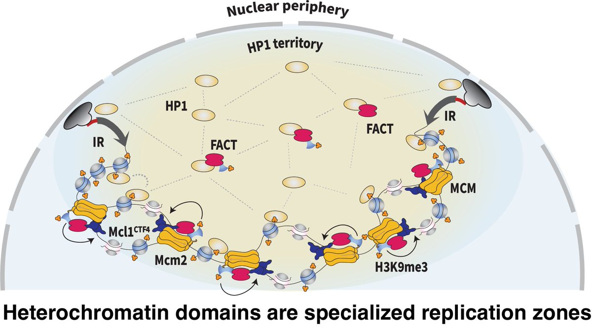 📢An elegant dance between replication and histone retention for epigenetic inheritance!🥳Our new work shows that heterochromatin domains are specialized replication zones that preserve parental modified histones to ensure self-templated chromatin assembly bit.ly/4b8wpNA