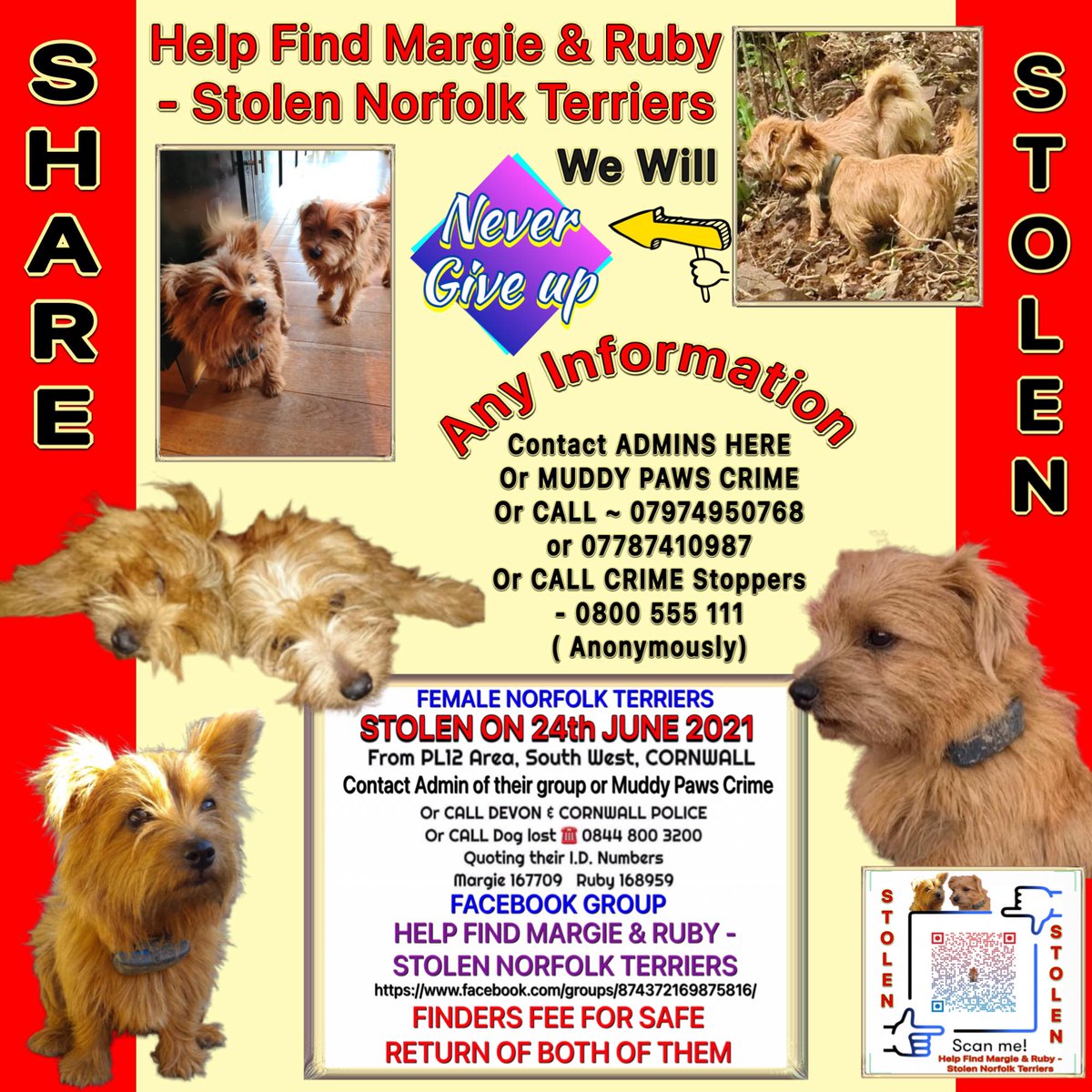 We Need that RIGHT RT TO THE RIGHT PERSON…..this may not of happened YET …… BUT With You ALL working hard for #StolenMargieandRuby…… IT WILL HAPPEN ………. 🙏🙏🌻🌹 #Tuesday #Cornwall #Missing #puppylove #Dogsoftwitter #PetAbduction #Norfolkterrier #desperate #sad