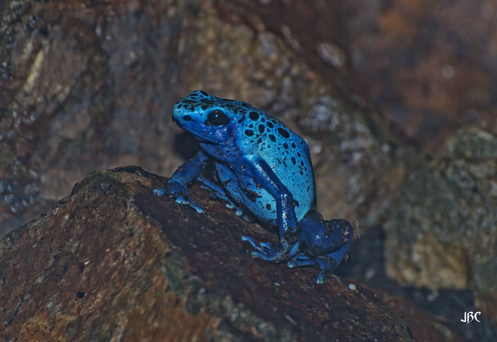 I guess since my yellow Sunday was a yellow dart #frog,  #TuesdayBlue will have to be a blue one.

#amphibia #Frogs #poisondartfrog