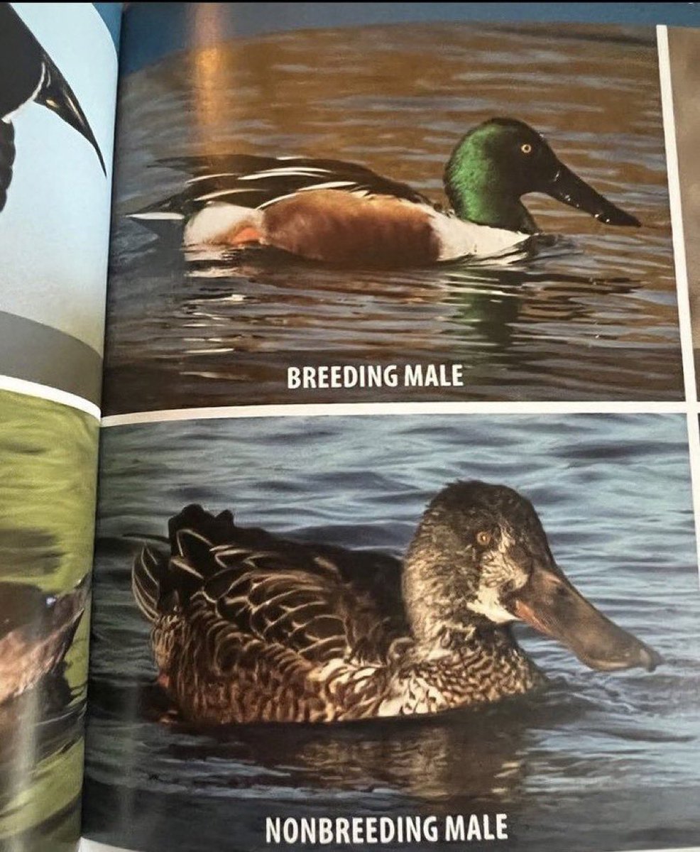 kirawontmiss's tweet image. what zero hens does to a mf