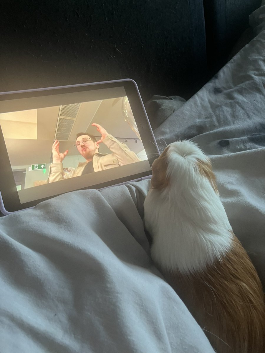 Keane1127's tweet photo. @Syndicate My Guinea pig loves watching your vlogs @Syndicate https://t.co/2Jd30yJNhh