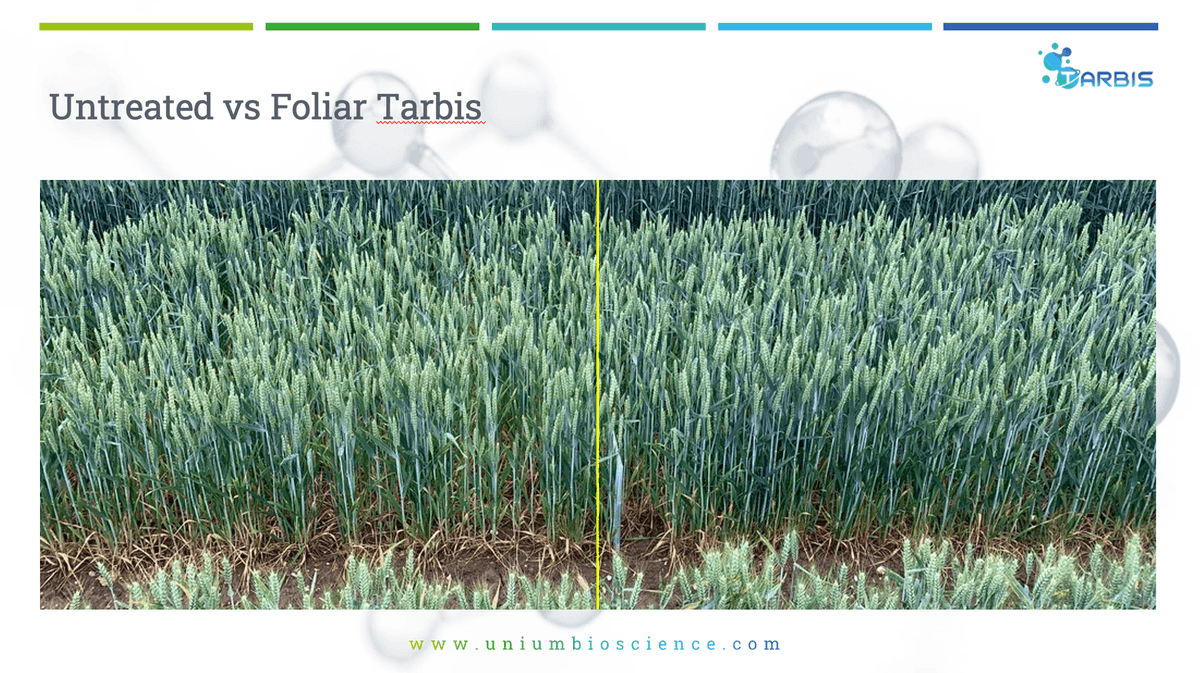 uniumbioscience's tweet photo. #TARBIS is the breakthrough #biological foliar option from Unium that delivers to your crop N & P acting #endophyte bacteria, which pull N from the atmosphere and P from the soil. Tarbis ensures a constant supply of nutrients throughout the crop's life. https://t.co/V32aNLZnjH