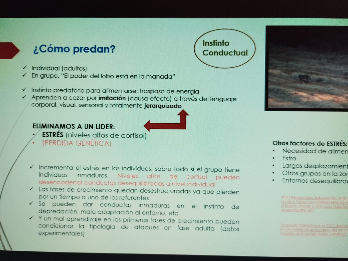 apamcyl's tweet photo. Hoy 2ª jornada
curso "valoración de daños al ganado x fauna silvestre" 🐺🐑🐄🐻
Para #AAMM @jcyl 
Con José María Galán, Sofia Losada. Mónica Pineda
Formación homologada por @eclapcyl
Formación que debería proporcionar  @naturalezacyl 
Nos formamos para servir mejor a la sociedad. https://t.co/JIoc2ZUUys