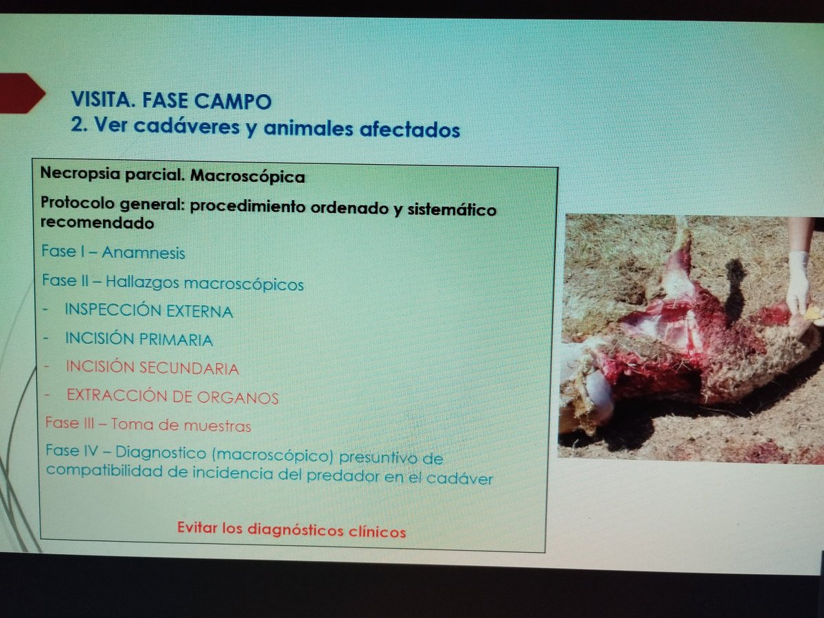 apamcyl's tweet photo. Hoy 2ª jornada
curso "valoración de daños al ganado x fauna silvestre" 🐺🐑🐄🐻
Para #AAMM @jcyl 
Con José María Galán, Sofia Losada. Mónica Pineda
Formación homologada por @eclapcyl
Formación que debería proporcionar  @naturalezacyl 
Nos formamos para servir mejor a la sociedad. https://t.co/JIoc2ZUUys