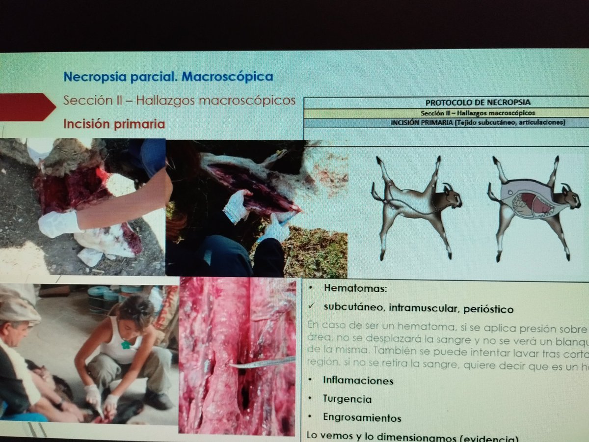 apamcyl's tweet photo. Hoy 2ª jornada
curso "valoración de daños al ganado x fauna silvestre" 🐺🐑🐄🐻
Para #AAMM @jcyl 
Con José María Galán, Sofia Losada. Mónica Pineda
Formación homologada por @eclapcyl
Formación que debería proporcionar  @naturalezacyl 
Nos formamos para servir mejor a la sociedad. https://t.co/JIoc2ZUUys
