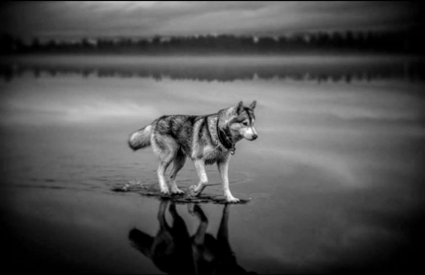 a1eke8's tweet image. Lone Wolf
♾️
Solo Man
♾️
Solomon
♾️
8
♾️
#LoneWolf #Soloman #Solomon