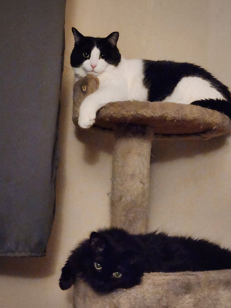 todybug's tweet photo. @PickliciousF This is Kodi and Lexa's🥰🥰🥰 https://t.co/wQQIS2Gcoo